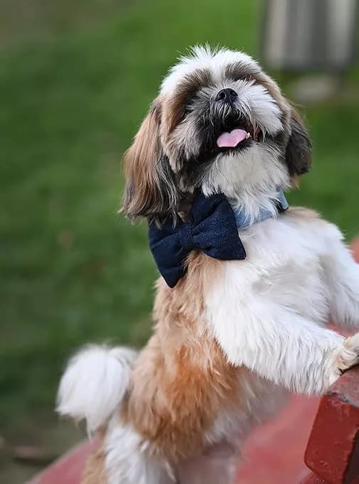 Buy Mutt Of Course Dog Bow Tie - Denim Online - OLRAA Indian Snacks